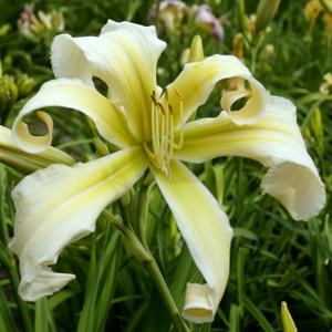 Lillian's White Lies